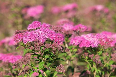 pink flowering shrubs identification|small pink flowering perennial plants.